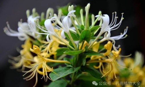 股骨头骨折症状专区_股骨头疼是什么症状专区_股骨头出现症状什么样网